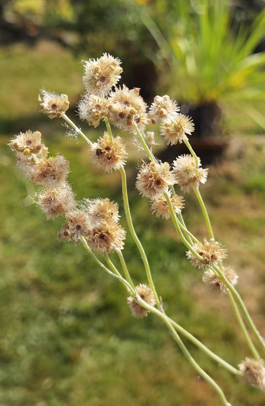 Gnaphalium uliginosum